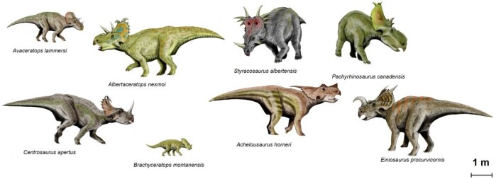 Ceratopsia-dinosaurene var en ekstremt variert gruppe av fortidsreptilene, både i størrelse og utseende. Trykk på forstørrelsesglasset for å se en større versjon. (Foto: (Illustrasjon: Nobu Tamura)) Ceratopsia-dinosaurene var en ekstremt variert gruppe av fortidsreptilene, både i størrelse og utseende. Trykk på forstørrelsesglasset for å se en større versjon. (Foto: (Illustrasjon: Nobu Tamura))
