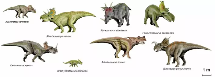 Ceratopsia-dinosaurene var en ekstremt variert gruppe av fortidsreptilene, både i størrelse og utseende. Trykk på forstørrelsesglasset for å se en større versjon. (Foto: (Illustrasjon: Nobu Tamura))