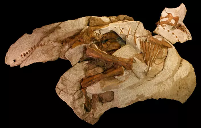 Dinosauren Parasaurolophus levde for 75 millioner år siden. Dette skjelettet av en Parasaurolophus-unge på vel to meter skal være det mest komplette som noen gang er funnet. Det ble hentet ut fra villmarka i den amerikanske delstaten Utah. (Foto: Raymond M. Alf Museum of Paleontology)