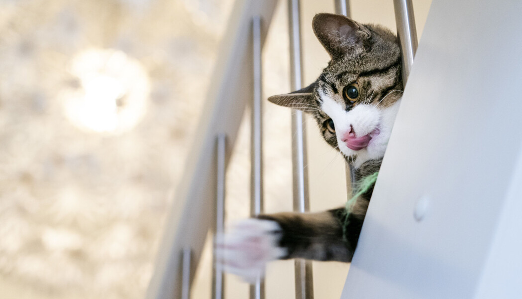 Ingen av de seks smittede kattene i studien ble plaget av koronaviruset. Ingen av de seks smittede kattene i studien ble plaget av koronaviruset.