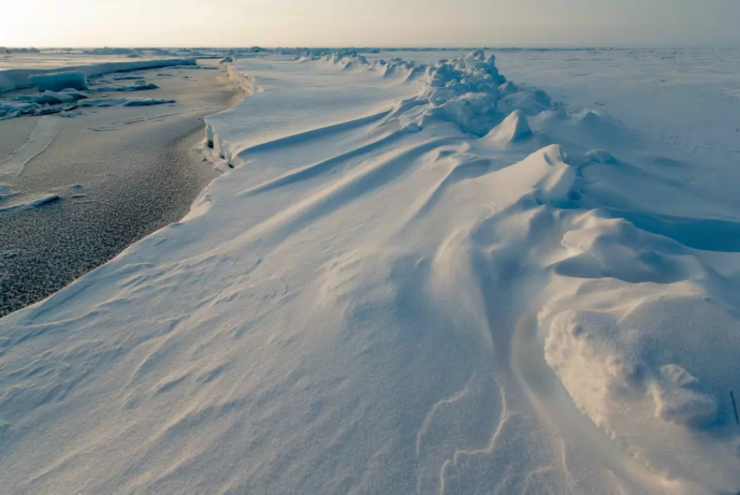 SKRUGARDER Betydningen til skrugarder, i takt med smeltende havis, skal studeres nærmere under MOSAiC-ekspedisjonen. Dette bildet av skrugarder er tatt under N-ICE-ekspedisjonen i 2015.