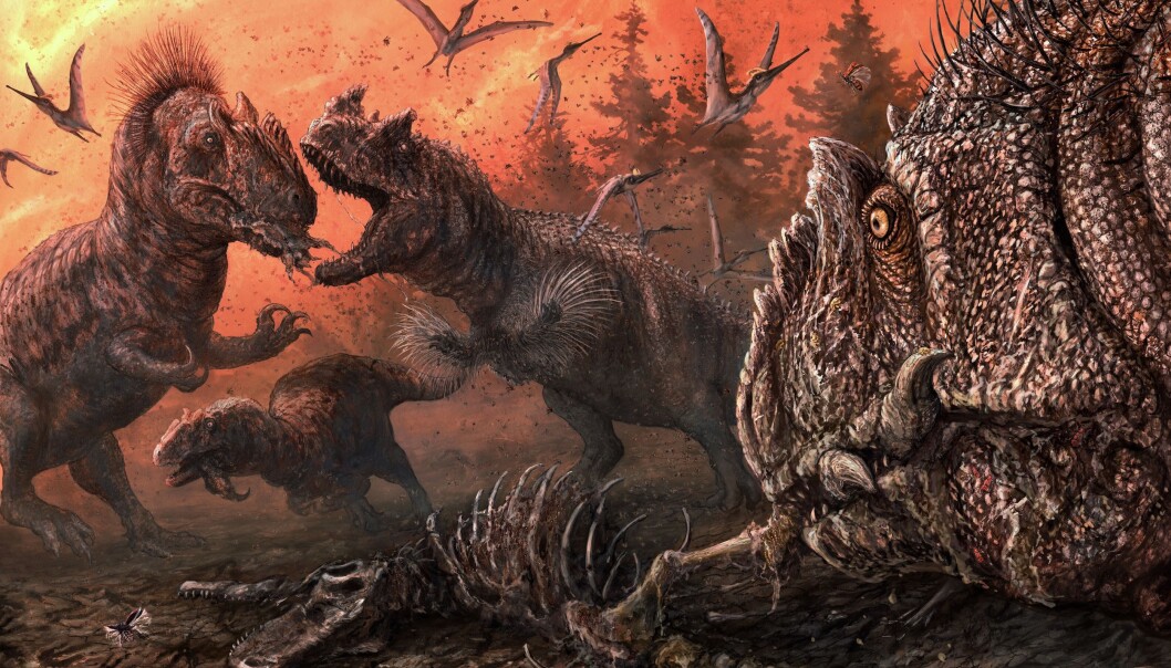 Rov-dinosaurer som allosaurer kan ha spist hverandre, tror forskere. Rov-dinosaurer som allosaurer kan ha spist hverandre, tror forskere.