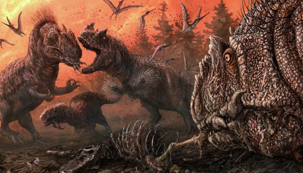 Rov-dinosaurer som allosaurer kan ha spist hverandre, tror forskere.