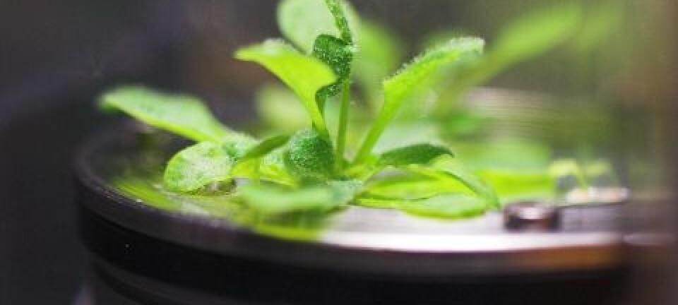 Vårskrinneblom, Arabidopsis thaliana, brukes av forskere over hele verden, og på romstasjonen. N-USOC/B. Pedersen