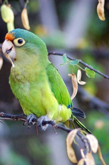 Ny forskning viser at papegøyer bruker sin evne til å imitere lyder for å henvende seg til bestemte individer. På bilde er en papegøye fra Costa Rica, arten Aratinga canicularis. (Foto: Wikipedia Commons) Ny forskning viser at papegøyer bruker sin evne til å imitere lyder for å henvende seg til bestemte individer. På bilde er en papegøye fra Costa Rica, arten Aratinga canicularis. (Foto: Wikipedia Commons)