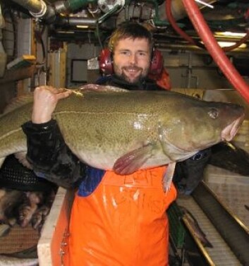 I høykostlandet Norge blir det for dyrt å ha tilstrekkelig med fiskere om bord i båtene, som behandler fisken varsomt nok til at det blir høy kvalitet. Vi må finne andre metoder, om vi fortsatt vil spise fiskefileter av høy kvalitet. (Foto: SINTEF Fiskeri og havbruk) I høykostlandet Norge blir det for dyrt å ha tilstrekkelig med fiskere om bord i båtene, som behandler fisken varsomt nok til at det blir høy kvalitet. Vi må finne andre metoder, om vi fortsatt vil spise fiskefileter av høy kvalitet. (Foto: SINTEF Fiskeri og havbruk)