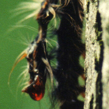 Larve av løvskognonne drept av baculovirus (Foto: Michael Grove) Larve av løvskognonne drept av baculovirus (Foto: Michael Grove)