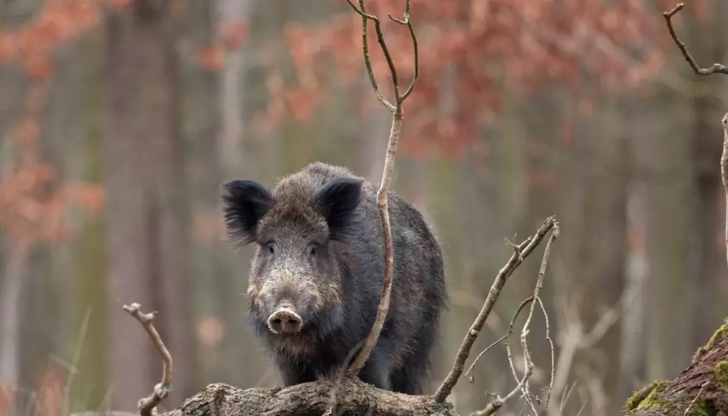 Det kan være ganske skremmende å møte en gjeng med store svin i skogen. Men det lite sannsynlig at vi møter dem, mener forsker.