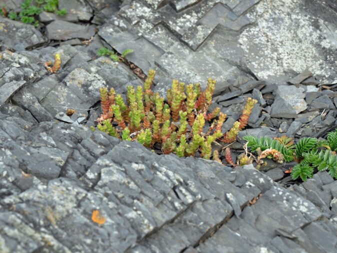 På land er det mose og andre planter som bruker sprekker og hulrom. Under vann er det blant annet rur og blåskjell. På land er det mose og andre planter som bruker sprekker og hulrom. Under vann er det blant annet rur og blåskjell.