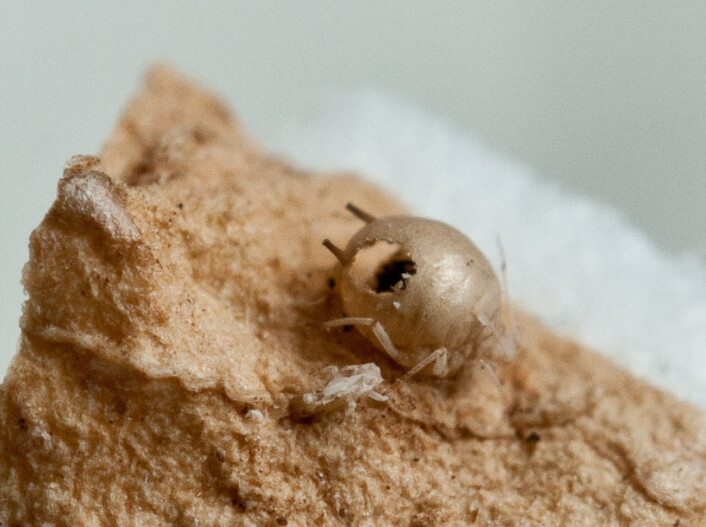 Mumie av bladlussnyltevepsen Lysiphlebus testaceipes parasittert av hyperparasitten Syrphophagus aphricanus. Mumien har klekket og utgangshullet har en ujevn kant. (Foto: Erling Fløistad) Mumie av bladlussnyltevepsen Lysiphlebus testaceipes parasittert av hyperparasitten Syrphophagus aphricanus. Mumien har klekket og utgangshullet har en ujevn kant. (Foto: Erling Fløistad)