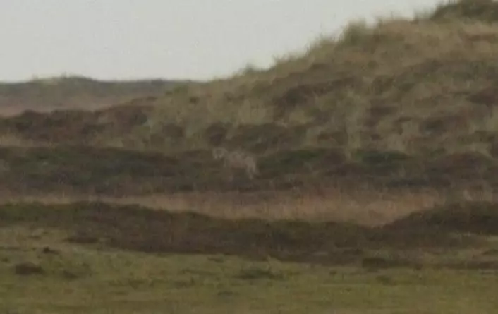 Bildene som skulle vide en ulv på tokt i Danmark vakte stor oppsikt i Danmark i oktober. Nå er det bekreftet av danske zoologer. Det er første gang rovdyret er funnet i Danmark på 200 år. (Foto: Kim Frost/Miljøministeriet)