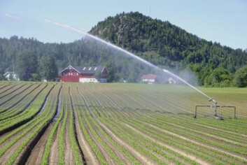 Gulrotdyrking i Lågendalen, Larvik kommune. Med vanning gir disse arealene store og årvisse gode avlinger. (Foto: Ragnhild Sperstad / Skog og landskap) Gulrotdyrking i Lågendalen, Larvik kommune. Med vanning gir disse arealene store og årvisse gode avlinger. (Foto: Ragnhild Sperstad / Skog og landskap)