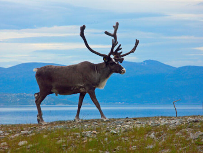 Reinbrems er en parasitt som legger eggene sine på reinsdyr om sommeren. Også mennesker kan være utsatt. (Foto: Colourbox.no) Reinbrems er en parasitt som legger eggene sine på reinsdyr om sommeren. Også mennesker kan være utsatt. (Foto: Colourbox.no)