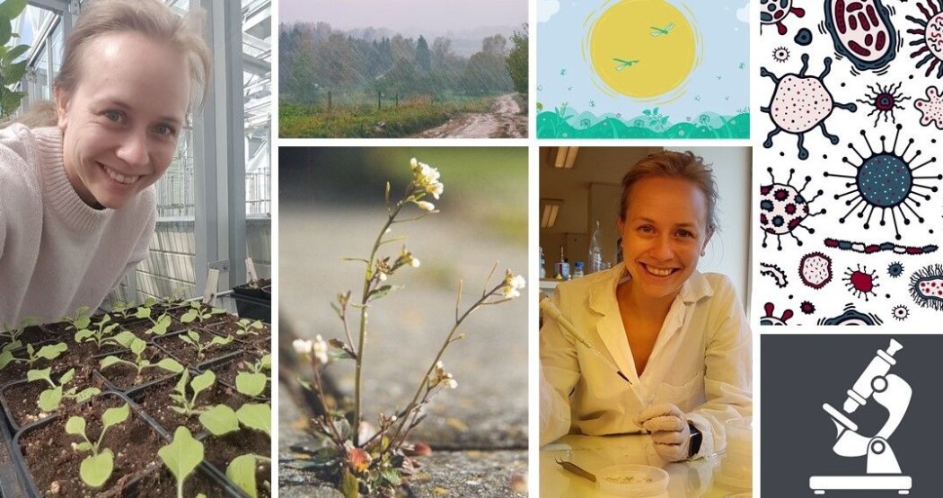 Vilde Olsson forsker på hvordan planter forsvarer seg. Og særlig vårskrinneblom (nummer to fra venstre), for den er lett å forske på. Vilde Olsson forsker på hvordan planter forsvarer seg. Og særlig vårskrinneblom (nummer to fra venstre), for den er lett å forske på.