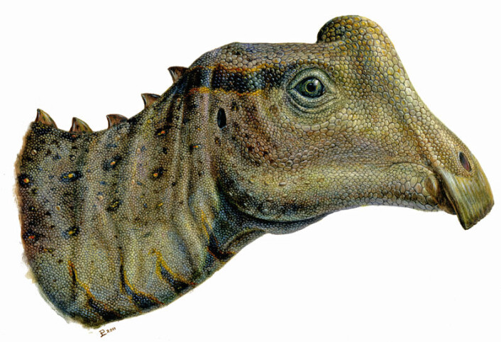 En kunstners framstilling av hvordan hodet til Parasaurolophus-ungen kan ha sett ut. Den imponerende hodepryden som voksne utgaver av dyret hadde er her bare en liten kul. (Foto: (Illustrasjon: Lukas Panzarin)) En kunstners framstilling av hvordan hodet til Parasaurolophus-ungen kan ha sett ut. Den imponerende hodepryden som voksne utgaver av dyret hadde er her bare en liten kul. (Foto: (Illustrasjon: Lukas Panzarin))