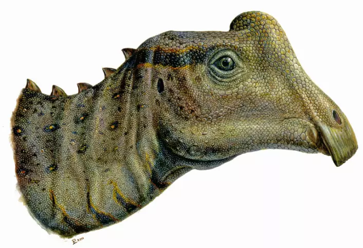En kunstners framstilling av hvordan hodet til Parasaurolophus-ungen kan ha sett ut. Den imponerende hodepryden som voksne utgaver av dyret hadde er her bare en liten kul. (Foto: (Illustrasjon: Lukas Panzarin))