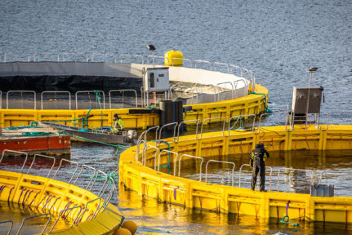 Lus som slipper inn i en lukket merd, ser ifølge forskerne ikke ut til å ha noen stor mulighet til formering og nysmitte av fisken i anlegget. (Foto: Søla) Lus som slipper inn i en lukket merd, ser ifølge forskerne ikke ut til å ha noen stor mulighet til formering og nysmitte av fisken i anlegget. (Foto: Søla)