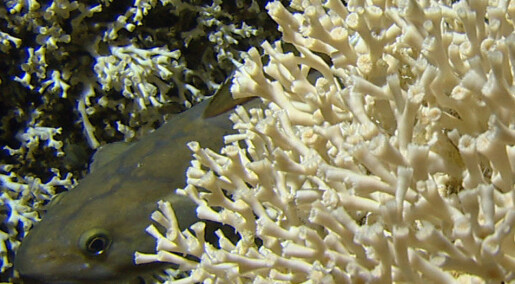 Tåler korallene leteboring?