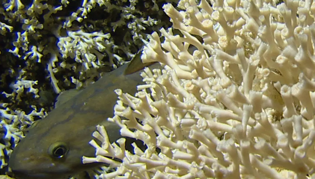 Tåler korallene leteboring?