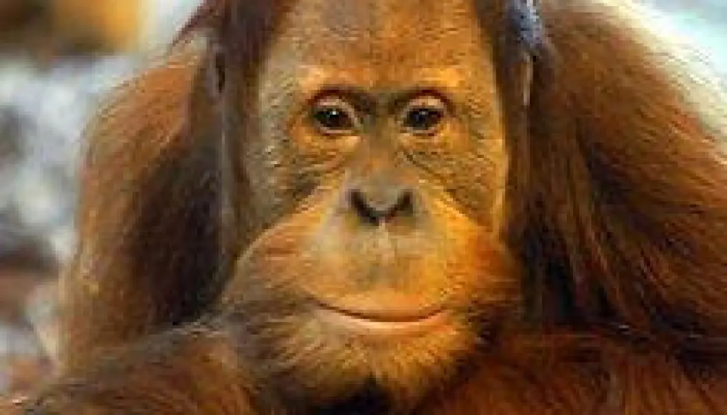 Hvem stammer apene fra?