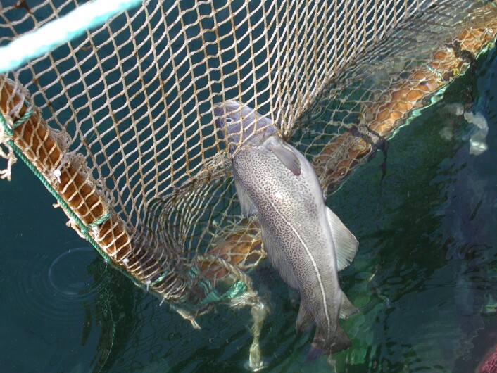Bildet viser tydelig torskens nysgjerrighet: I stedet for å svømme rundt det oppsatte notpanelet, har fisken forsøkt å komme seg gjennom et alt for lite hull. (Foto: Prosjektet Rømmingssikker not for torsk) Bildet viser tydelig torskens nysgjerrighet: I stedet for å svømme rundt det oppsatte notpanelet, har fisken forsøkt å komme seg gjennom et alt for lite hull. (Foto: Prosjektet Rømmingssikker not for torsk)