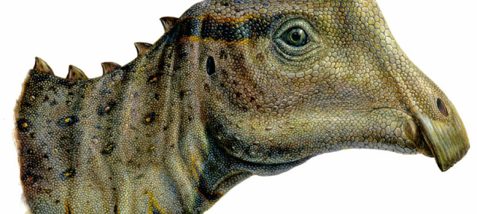 Parasaurolophus, unge. (Illustrasjon: Lukas Panzarin)
