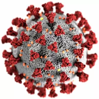 SARS-CoV-2-viruset har en ytre membran dekket av pigger som består av et protein. En nanopartikkel som fester seg til dette proteinet kan fungere både som ny diagnostisk test og et nytt legemiddel.