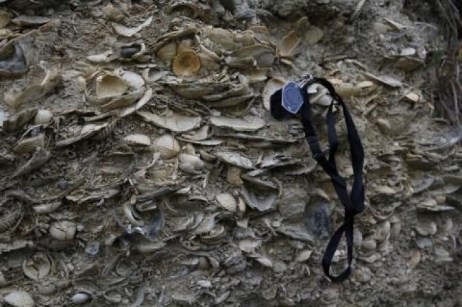 Fossiler kan fortelle forskerne om hvordan livet på jorda så ut tidligere. Bildet viser to millioner år gamle fossiler av marine organismer funnet på en ekspedisjon til New Zealand. Fossiler kan fortelle forskerne om hvordan livet på jorda så ut tidligere. Bildet viser to millioner år gamle fossiler av marine organismer funnet på en ekspedisjon til New Zealand.
