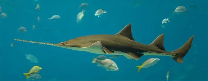 Den lange snuten til sagfisken er ikkje berre eit slagvåpen, men er også ei slags antenne for byttedyr. (Foto: Wikimedia Commons) Den lange snuten til sagfisken er ikkje berre eit slagvåpen, men er også ei slags antenne for byttedyr. (Foto: Wikimedia Commons)