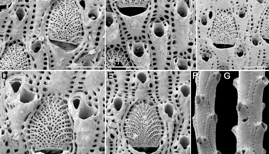The picture shows the seven species of bryozoans that have been studied in the new paper. The white line in the image is 500 microns long. The picture shows the seven species of bryozoans that have been studied in the new paper. The white line in the image is 500 microns long.