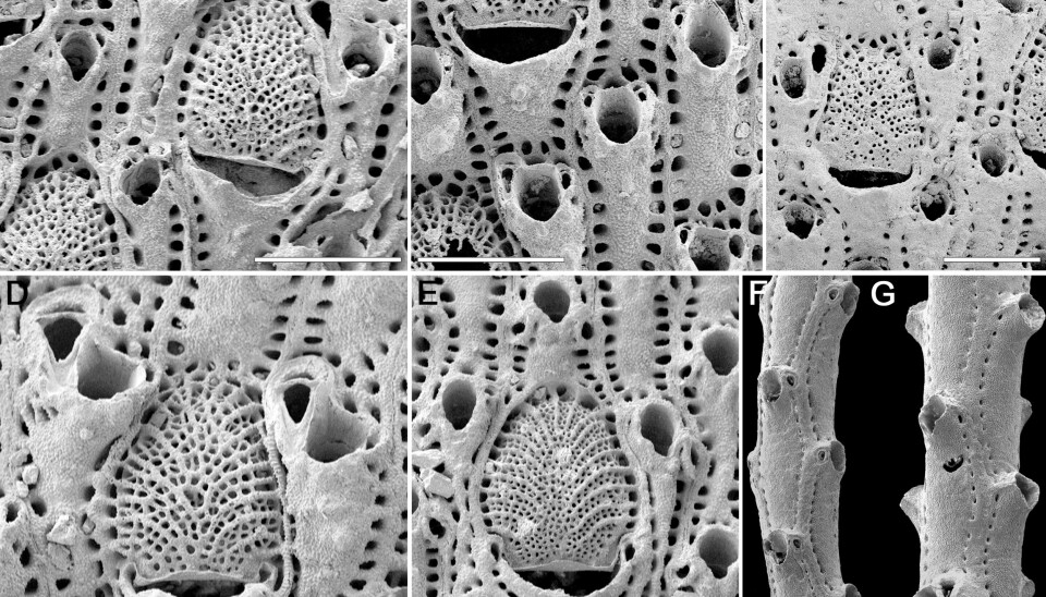 The picture shows the seven species of bryozoans that have been studied in the new paper. The white line in the image is 500 microns long.