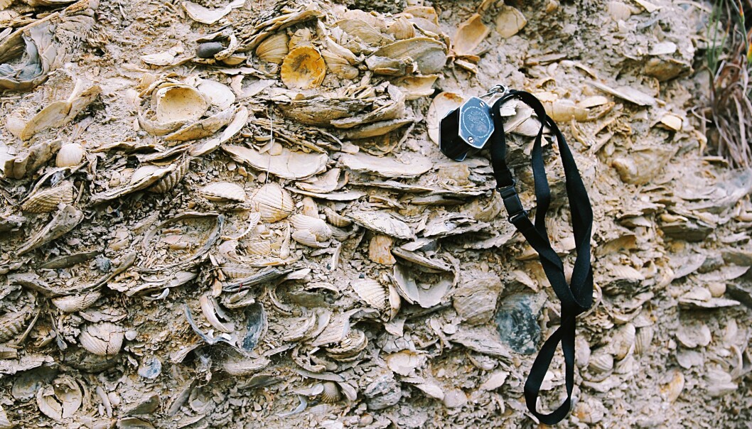 Fossils can tell scientists about what life on Earth looked like in the past. The picture shows two million year old fossils of marine organisms found on an expedition to New Zealand. Fossils can tell scientists about what life on Earth looked like in the past. The picture shows two million year old fossils of marine organisms found on an expedition to New Zealand.