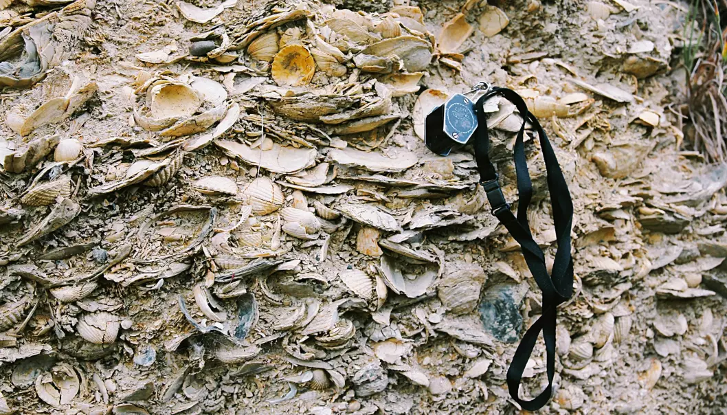 Fossils can tell scientists about what life on Earth looked like in the past. The picture shows two million year old fossils of marine organisms found on an expedition to New Zealand.