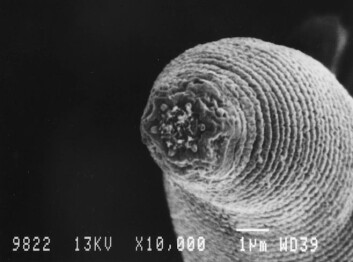 (Foto: G. Borgonie/Ghent University) (Foto: G. Borgonie/Ghent University)