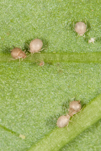 Mumier av bladlusarten Aphis gossypi. (Foto: Arnstein Staverløkk) Mumier av bladlusarten Aphis gossypi. (Foto: Arnstein Staverløkk)