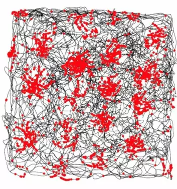 De svarte strekene er en gnagers bevegelsesmønster i et miljø. De røde feltene markerer feltene der gittercellene dens var spesielt aktive. (Foto: (Matias Okawa))