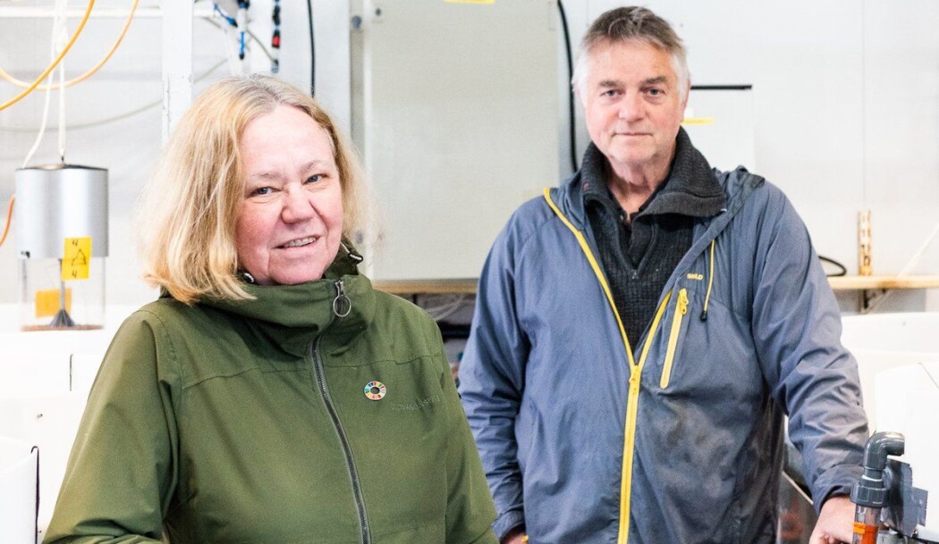 Birgitta Nordberg og Anders Mangor-Jensen skal forsøke å oppdrette rødspette. Det har ikke blitt gjort på Havforskningsinstituttet siden andre verdenskrig. Birgitta Nordberg og Anders Mangor-Jensen skal forsøke å oppdrette rødspette. Det har ikke blitt gjort på Havforskningsinstituttet siden andre verdenskrig.