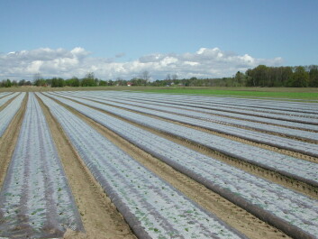 Tidligkultur med plast over gulrot. Fra Brunlanes i Vestfold. (Foto: Norsk landbruksrådgivning Viken) Tidligkultur med plast over gulrot. Fra Brunlanes i Vestfold. (Foto: Norsk landbruksrådgivning Viken)
