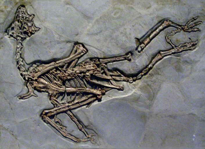 "Fossil av den tidlige fuglen Sapeornis, utstilt i Hong Kong Science Museum. Forskerne fant rester av bakvinger på et annet fossil av Sapeornis. De oppdaget også lignende strukturer på andre tidlige fugler." (Foto: Wikimedia Commons) "Fossil av den tidlige fuglen Sapeornis, utstilt i Hong Kong Science Museum. Forskerne fant rester av bakvinger på et annet fossil av Sapeornis. De oppdaget også lignende strukturer på andre tidlige fugler." (Foto: Wikimedia Commons)