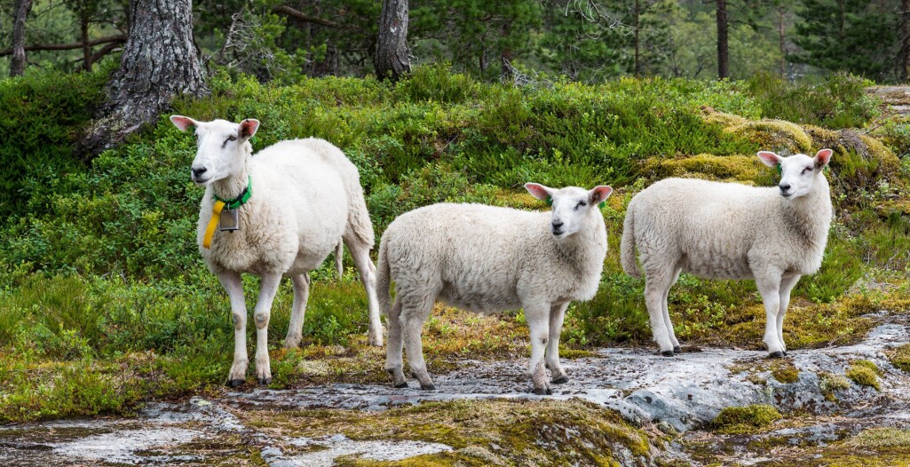 For å hindre spredning av sauesykdommer, er det strenge begrensninger på flytting av småfe i Norge. For å hindre spredning av sauesykdommer, er det strenge begrensninger på flytting av småfe i Norge.