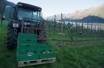 Eplehaust på Ullensvang i Hardanger. (Foto: Anette Tjomsland) Eplehaust på Ullensvang i Hardanger. (Foto: Anette Tjomsland)