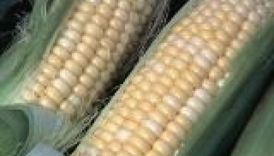 Sykdomsutbrudd av genmodifisert mais?