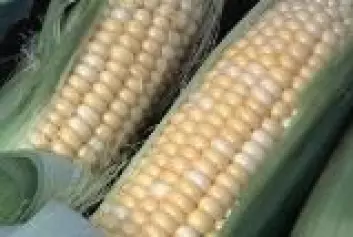 "Genmodifisert mais er tillatt til bruk i næringsmidler i Europa."