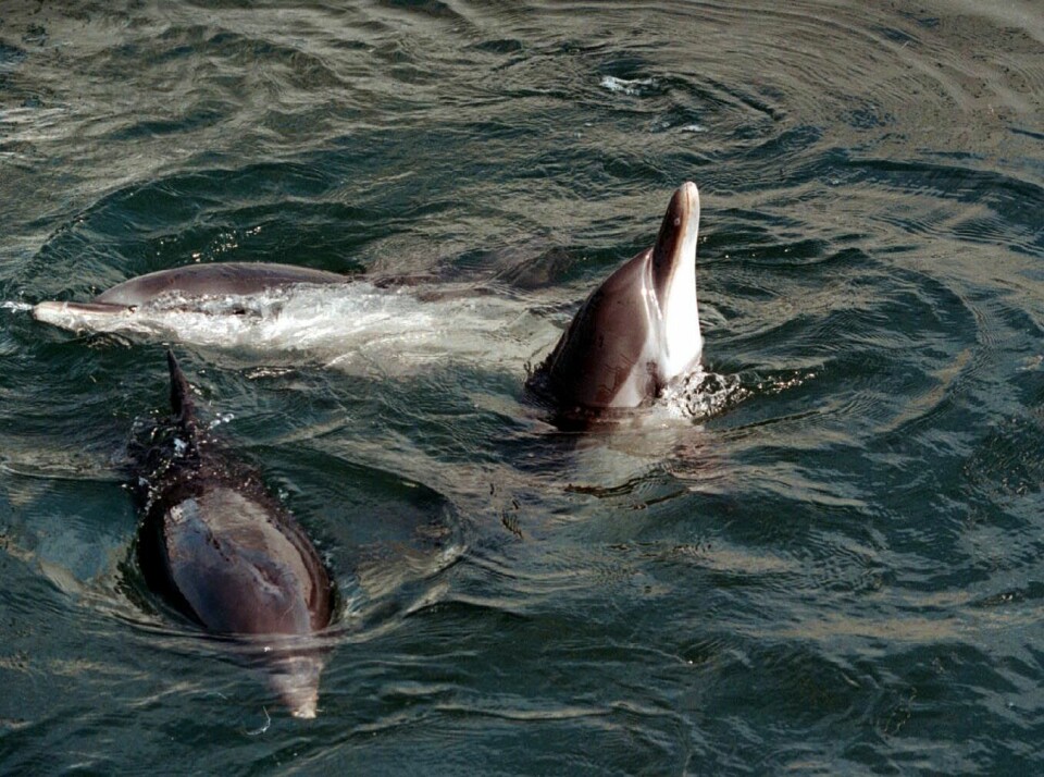 Delfiner skal også leve lengre hvis de har gode sosiale relasjoner. (Illustrasjonsfoto: www.colourbox.no)