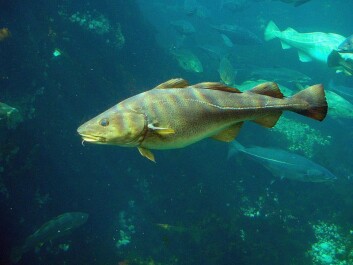 Atlantisk torsk er antakelig den fisken i verden forskere vet mest om. (Foto: Wikimedia Commons) Atlantisk torsk er antakelig den fisken i verden forskere vet mest om. (Foto: Wikimedia Commons)