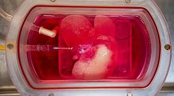 Forskere dyrket mini-lever av menneske­celler og transplanterte den i rotte