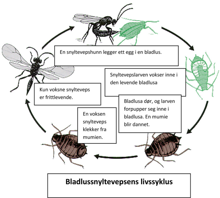 Bladlussnyltevepsens livssyklus. (Foto: (Ill.: Trond Hofsvang)) Bladlussnyltevepsens livssyklus. (Foto: (Ill.: Trond Hofsvang))