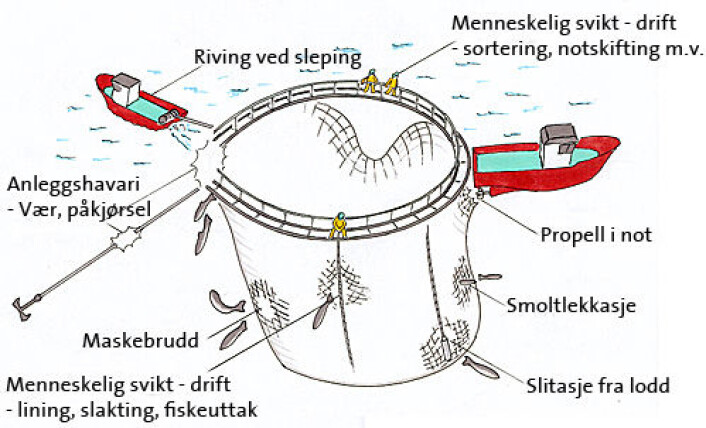 Tegningen viser typiske årsaker til rømming, spesielt fokusert mot hull i not og operasjoner på not. (Foto: (Tegning: Mats A. Heide, SINTEF Fiskeri og havbruk AS)) Tegningen viser typiske årsaker til rømming, spesielt fokusert mot hull i not og operasjoner på not. (Foto: (Tegning: Mats A. Heide, SINTEF Fiskeri og havbruk AS))