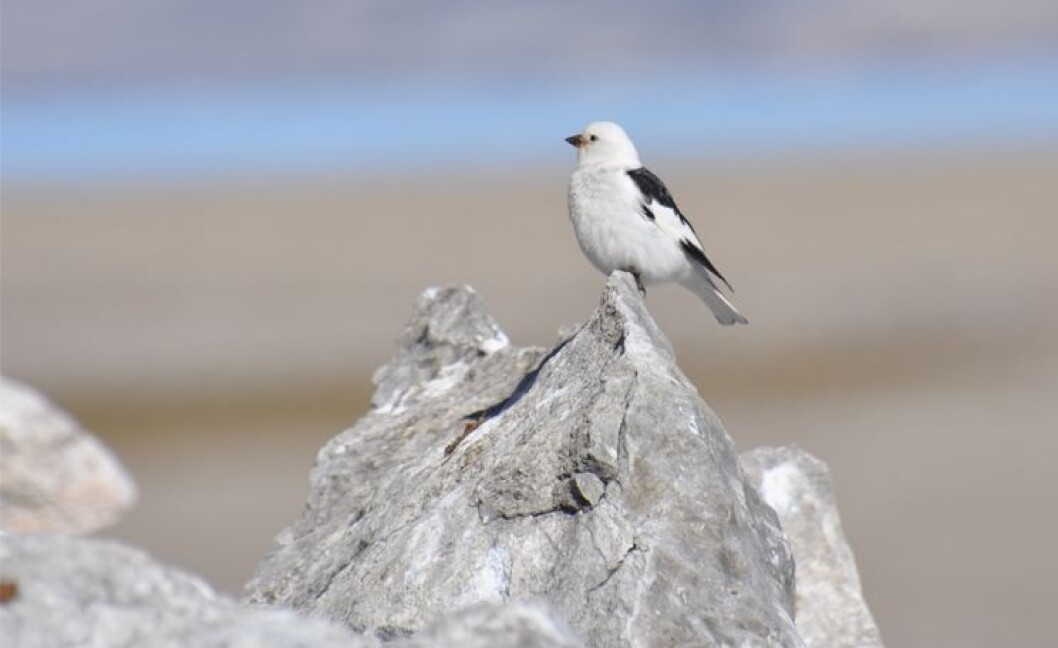 Snøspurven er verdens nordligste hekkende spurvefugl og den eneste spurven som trekker til Svalbards natur. (Foto: Geir Wing Gabrielsen / Norsk Polarinstitutt) Snøspurven er verdens nordligste hekkende spurvefugl og den eneste spurven som trekker til Svalbards natur. (Foto: Geir Wing Gabrielsen / Norsk Polarinstitutt)