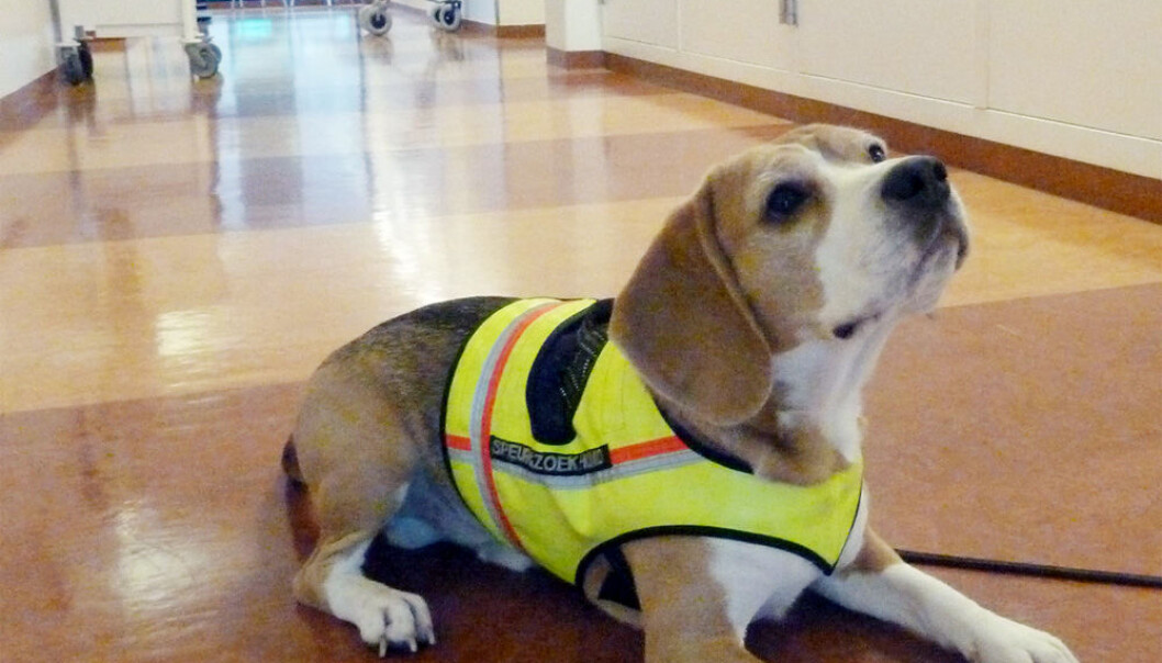 Hva Skjer Når Hunden Dør